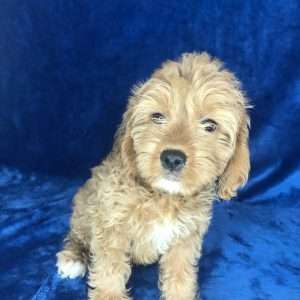 Miniature Goldenpoo 4530
