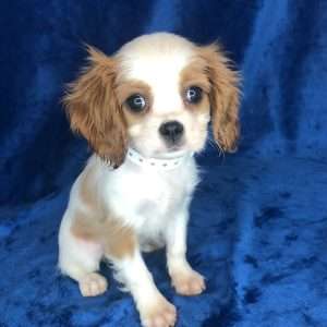 Cavalier King Charles Spaniel 8953