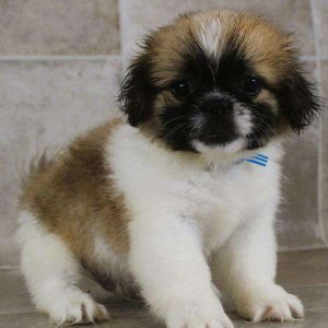 Pekingese 5236