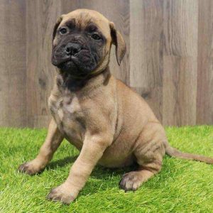 Bullmastiff 4412