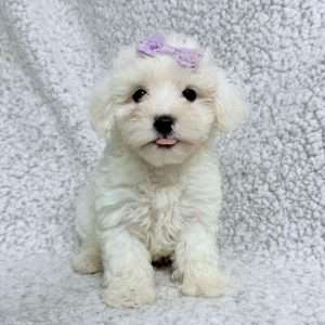 Coton de Tulear 3279