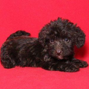 Doxiepoo 2637