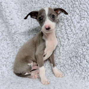 Italian Greyhound 3457