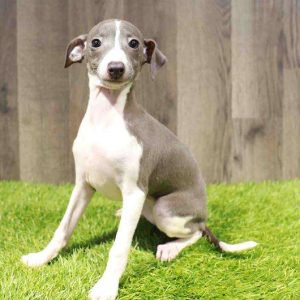 Italian Greyhound 8122