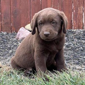 Labrador Retriever 4113