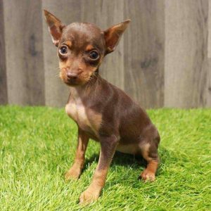 Miniature Pinscher 5739