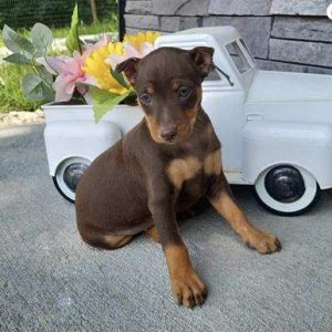 Miniature Pinscher 5915