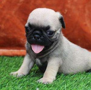 Pug 4738