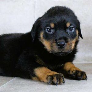 Rottweiler 8331