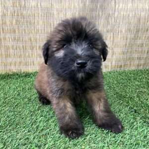 Soft Coated Wheaten 0208