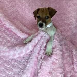 Jack Russell Terrier 4787