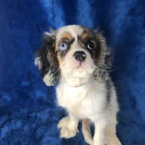 Cavalier King Charles Spaniel 8989