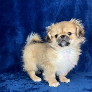 Pekingese 2233