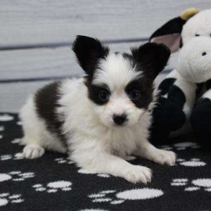 Papillon 9313