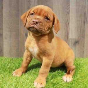 Dogue de Bordeaux 0004