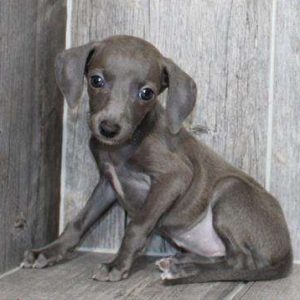 Italian Greyhound 2756