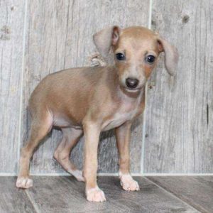 Italian Greyhound 2757