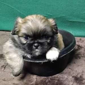 Pekingese 2228