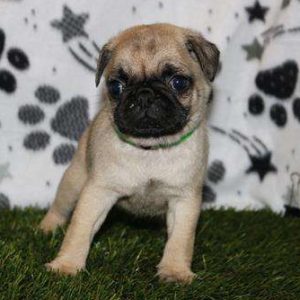 Pug 0728