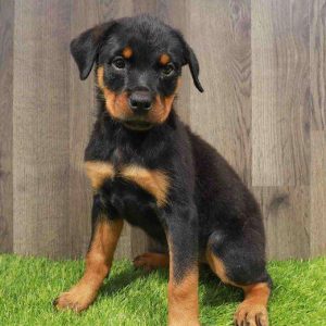 Rottweiler 8862