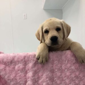 Labrador Retriever 1388
