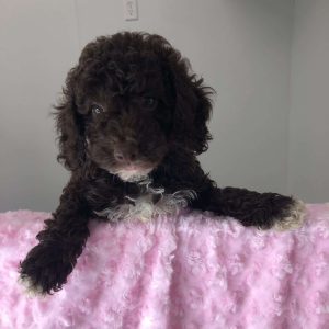 English Toy Spaniel-Mini Poodle 9341