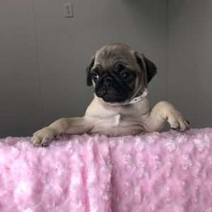 Pug 7006