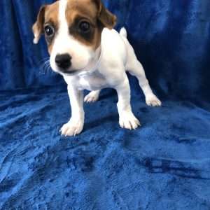 Jack Russell Terrier 4986