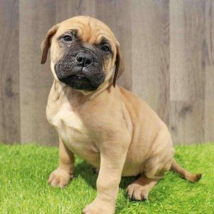 Bullmastiff 4228