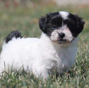 Coton de Tulear 7968