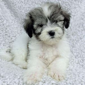 Coton de Tulear 9658