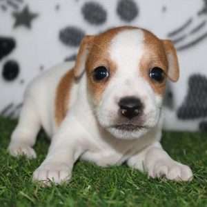 Jack Russell Terrier 4868