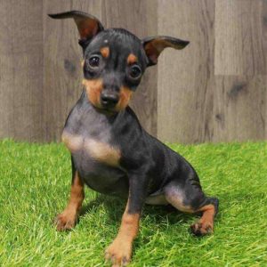 Miniature Pinscher 1157