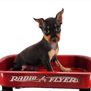 Miniature Pinscher 4543