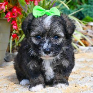 Mini Sheepadoodle 3650