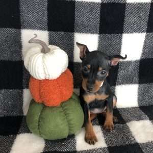 Miniature Pinchser 7659