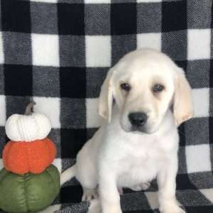 Labrador Retriever 3135