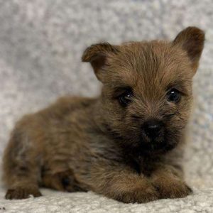 Cairn Terrier 7779