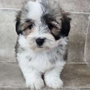 Coton de Tulear 5619