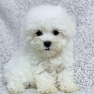 Coton de Tulear 9662