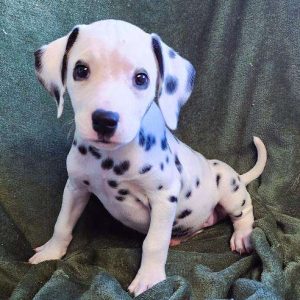 Dalmatian 7689