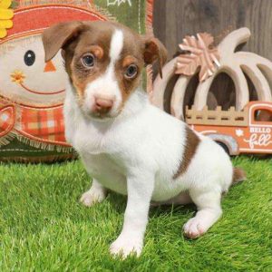Rat Terrier 6212