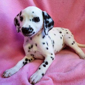 Dalmatian 7708