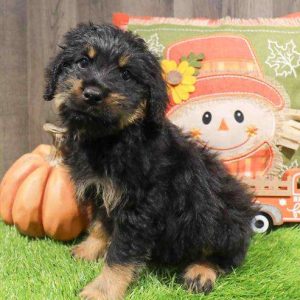Rottweiler x Poodle