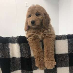 Mini Goldendoodle F1B 0921