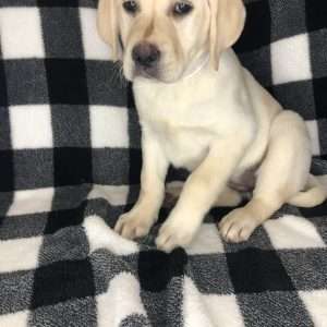 Labrador Retriever 0925