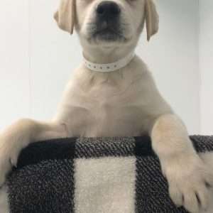 Labrador Retriever 3151