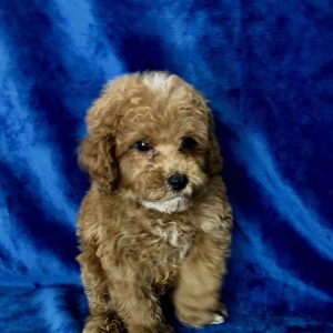 Toy Poodle 1045