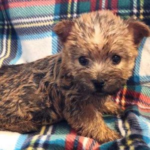 Cairn Terrier 7736