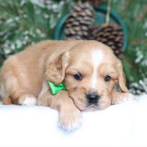 Cavalier King Charles x Golden Retriever 2477
